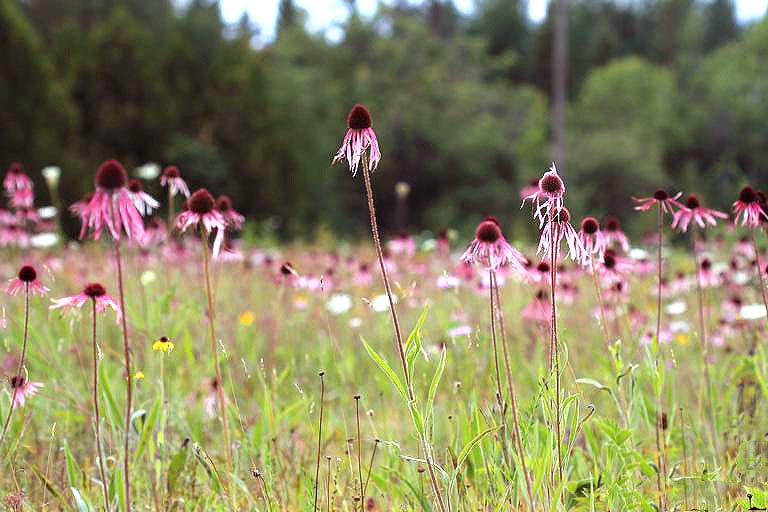 Pale Purple Coneflower Echinacea pallida